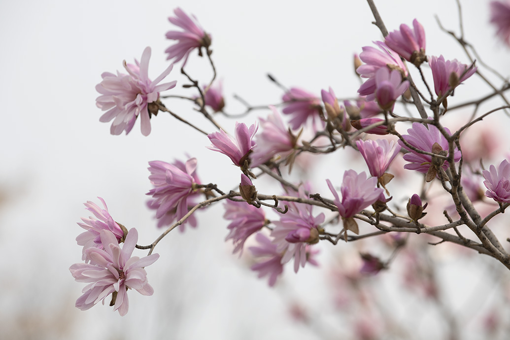 菊花玉兰